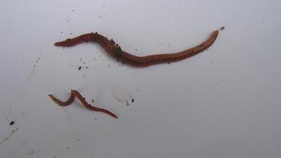 2 composting worms of different sizes