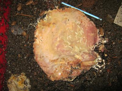 Bacon-beginning-to-decompose