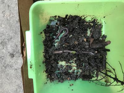 Compost worms CMB LK
