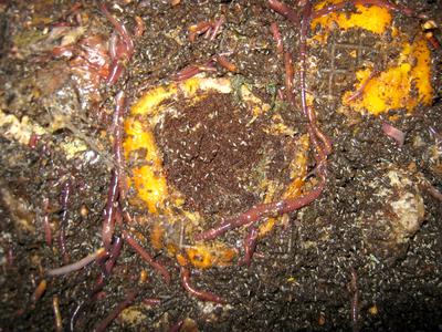 Worms feeding on orange peels