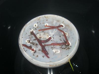 Ein-Kompostwurm-kann-durch-kleine-Ritzen-kriechen