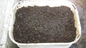 Worm bin with worm castings