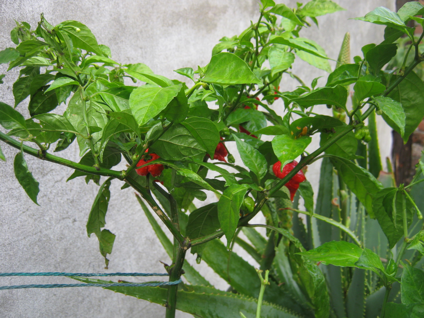 One of the two remaining branches of the Carolina Reaper plant supported with string to prevent it from breaking off (08.06.2017)