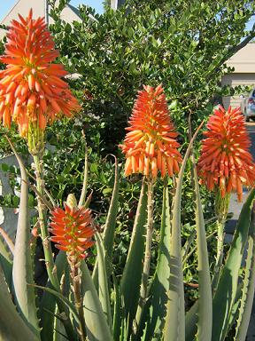 Aloes are beautiful and are easy to maintain.