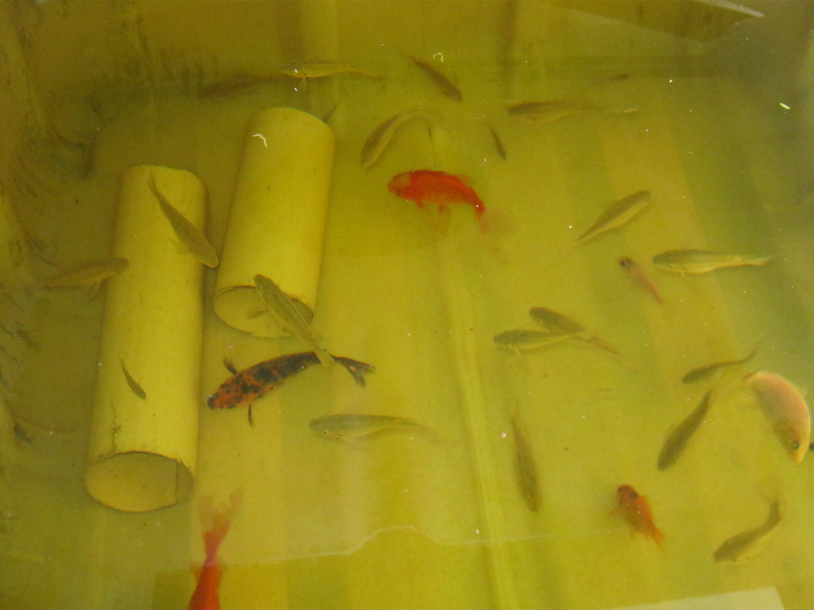 4 kinds of fish in an aquaponics system