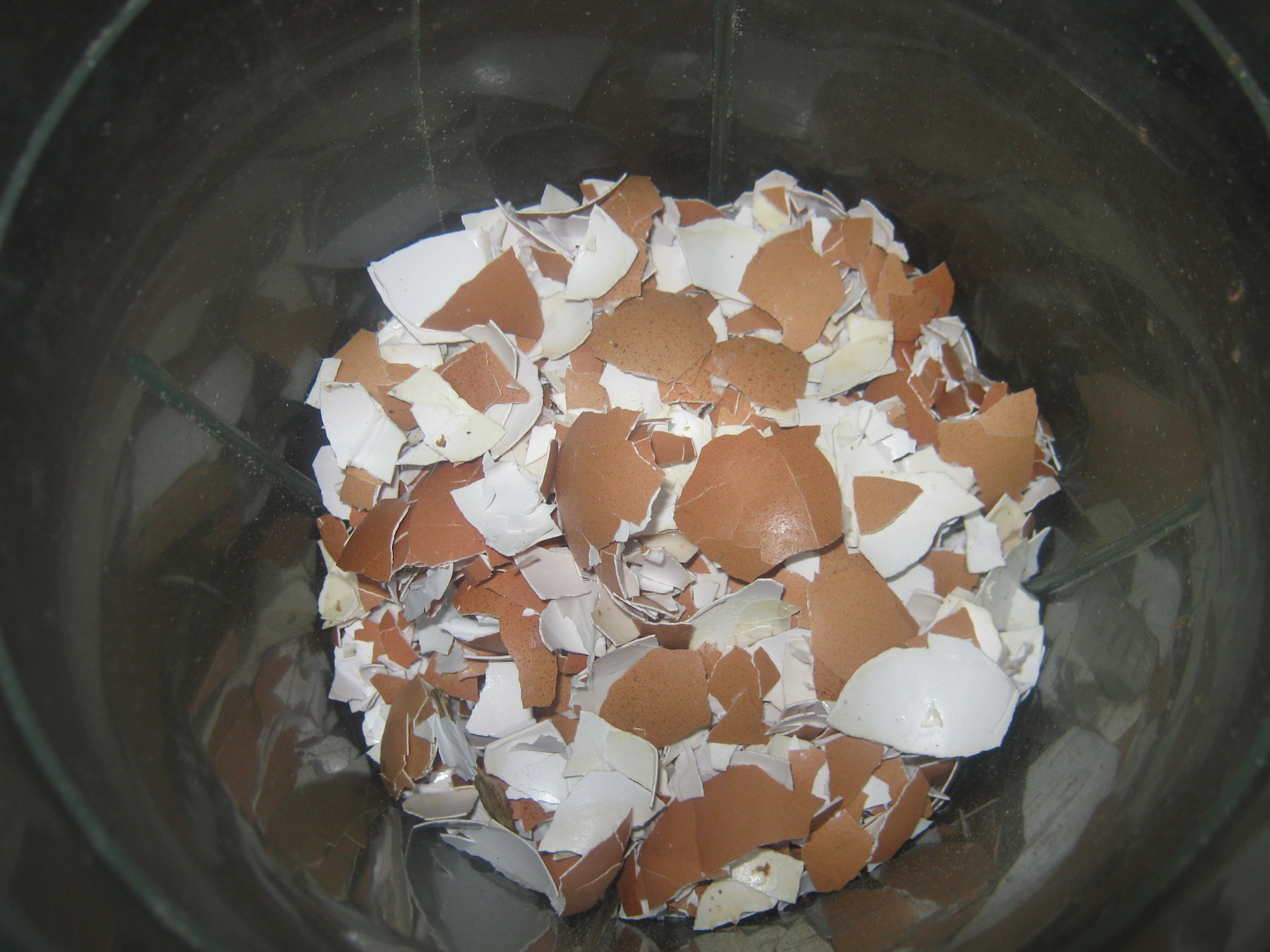 Broken egg shells in a food processor