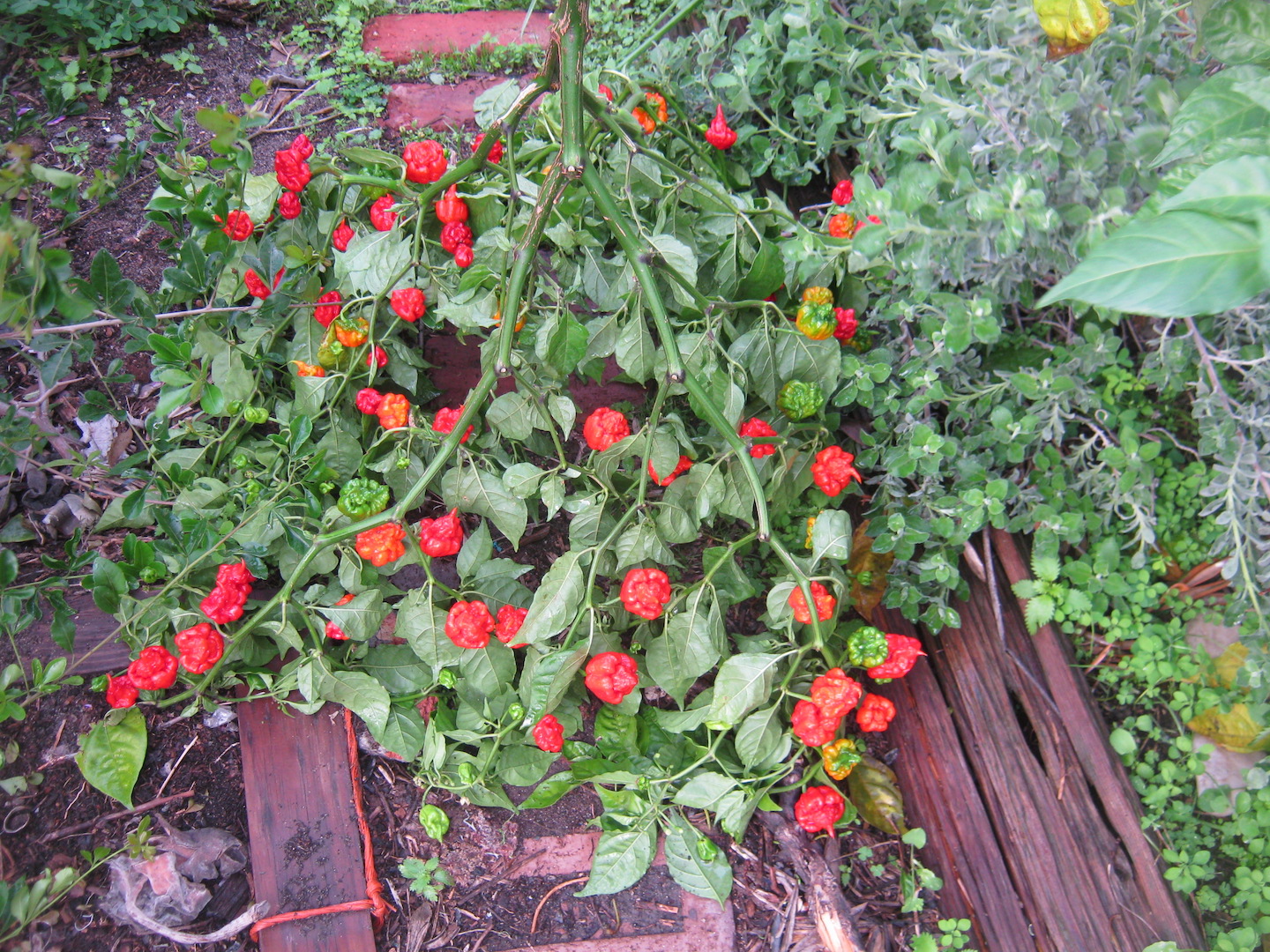 Broken off branch of a Carolina reaper plant with hundreds of chili ponds on it