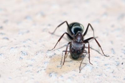 Fleischfressende Ameisen