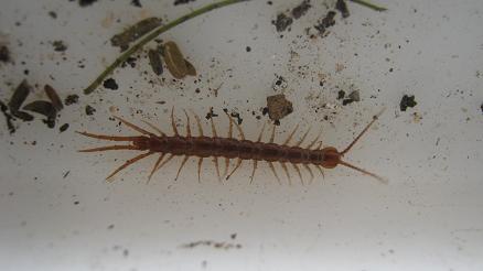 A centipede can often can attack and eat earth worms.