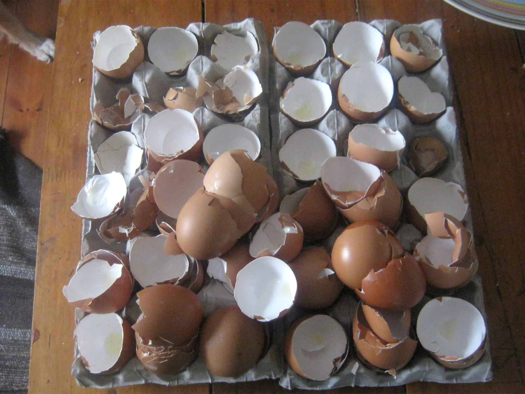 Cracked egg shells on egg cartons to be processed to worm food