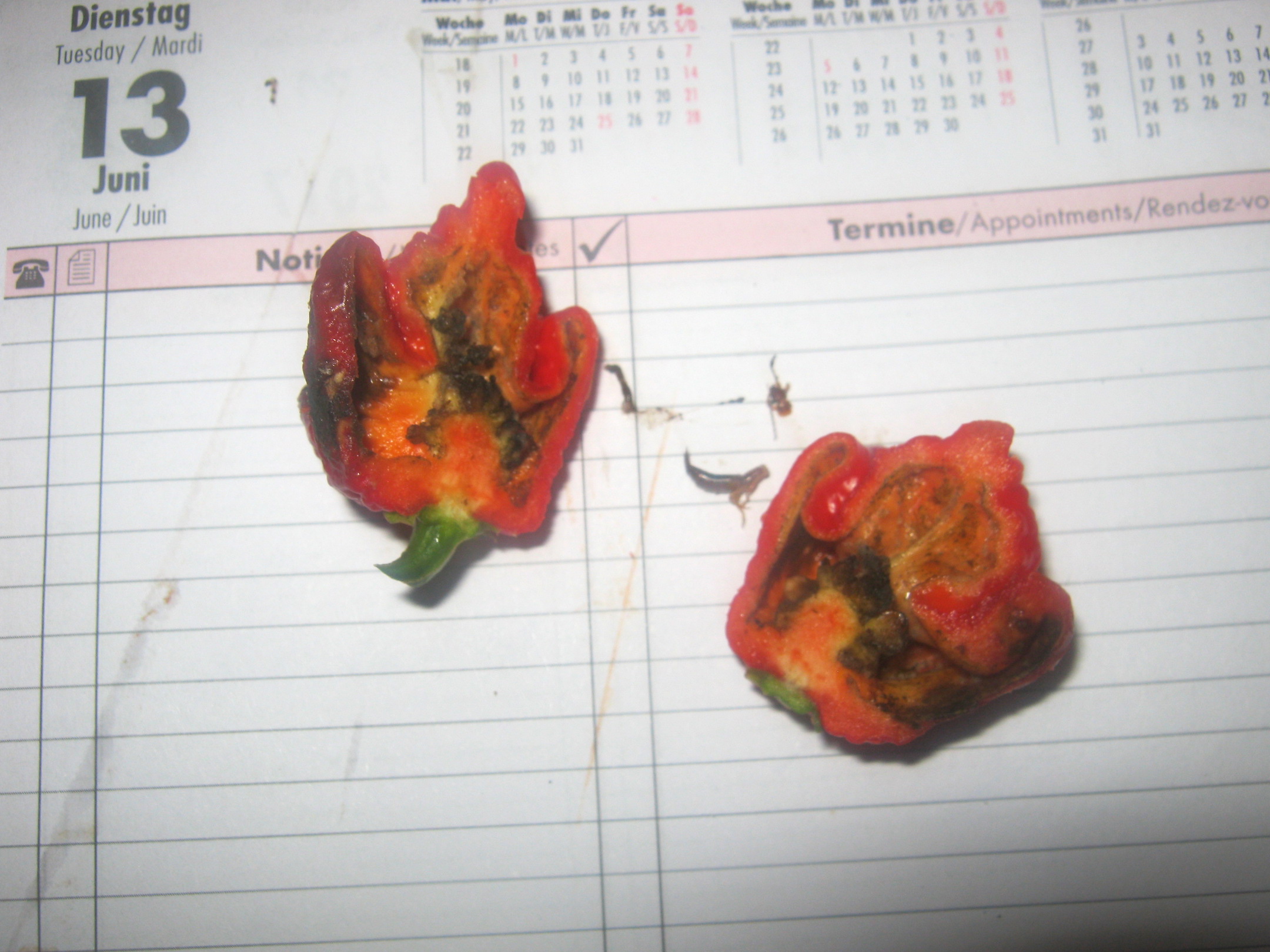 Carolina reaper pod that was damaged by ear wig cut in half