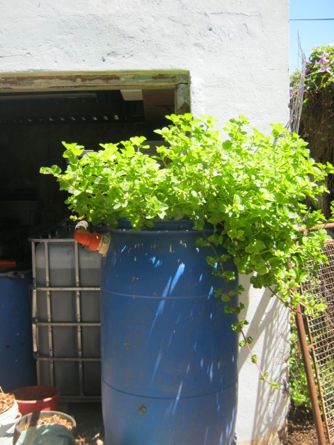 Mint plant growing in an aquaponics system fed by fish and worms.