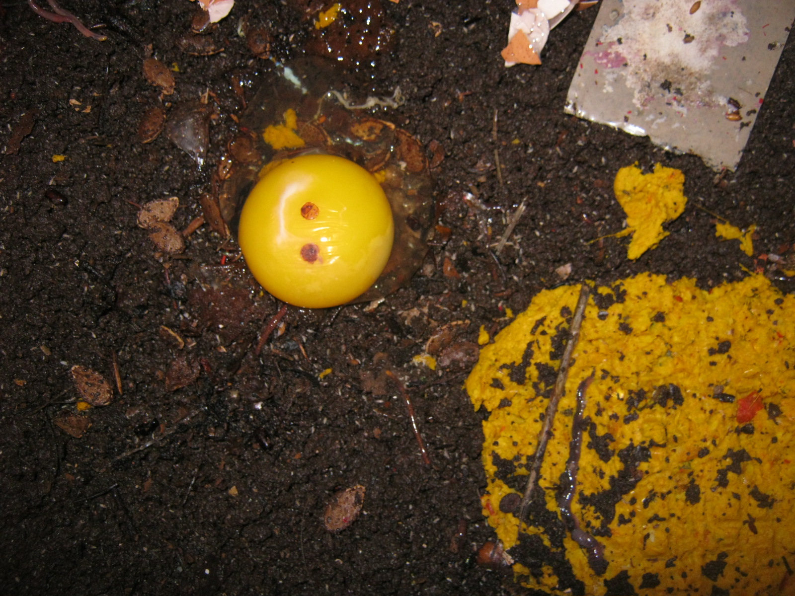ein rohes Ei auf der Oberfläche einer Wurmfarm dient als Wurmfutter