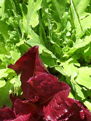 Rocket lettuce grown in Sandy soil enriched with worm castings.
