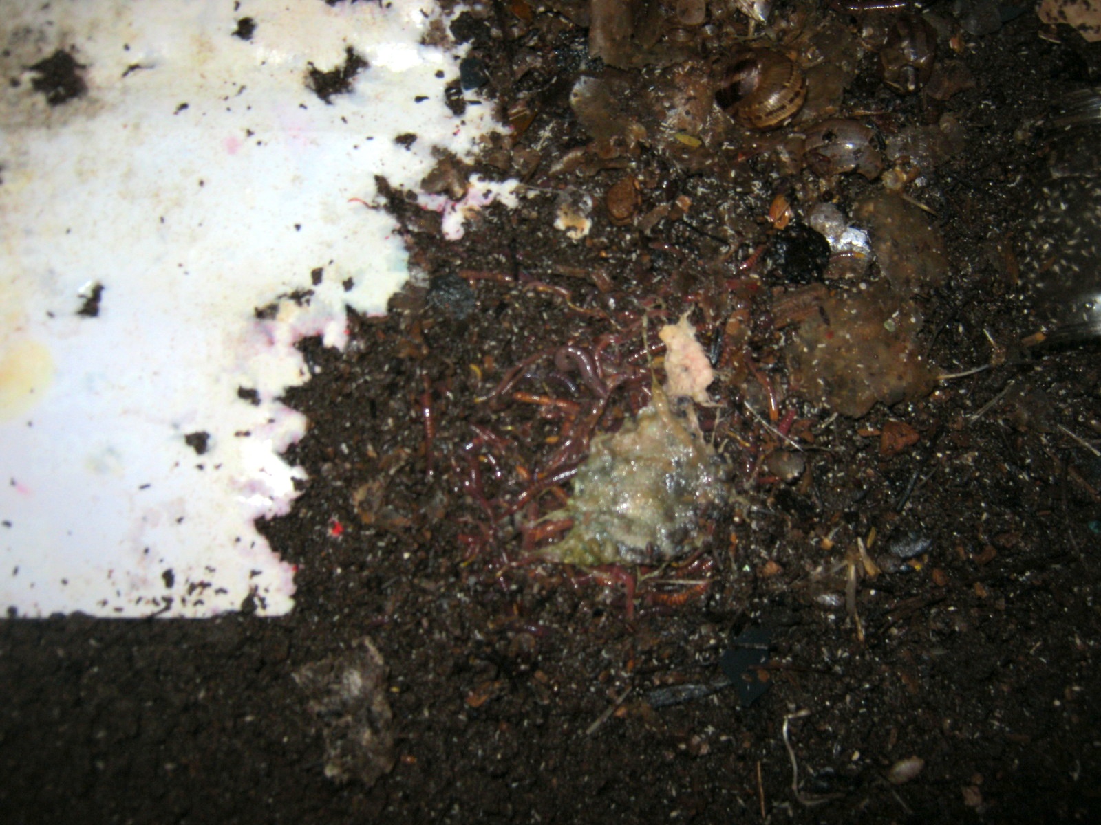 Junk mail being eaten by compost worms