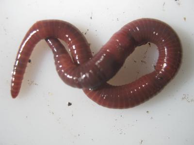 Mature compost worm