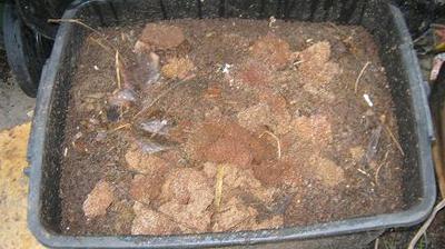 A  worm bin processing dog poop.