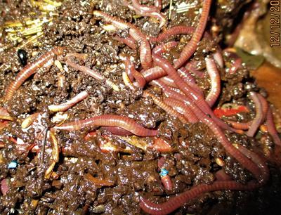 Compost worms can recycle dog poop
