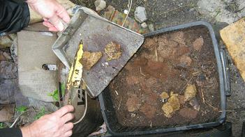 Dog poop added to a worm bin