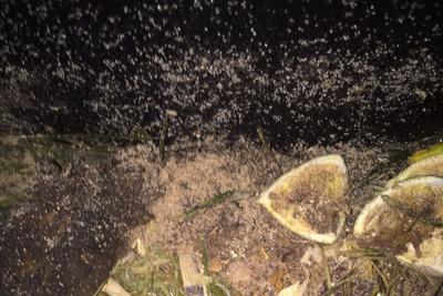 Mite infestation in my worm farm