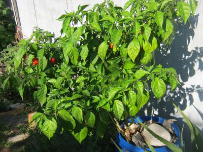 Pot with Carolina Reaper plant and compost worms