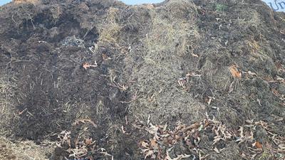Green horse manure as food for compost worms 