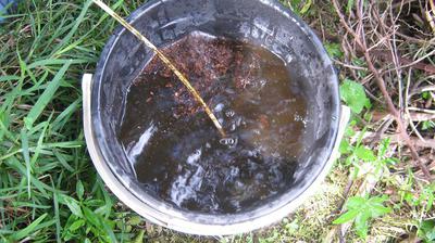 Worm tea brewing in a bucket