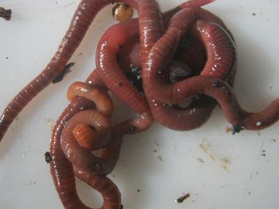 Compost worms