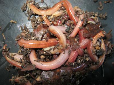 Dendrobaena veneta (Eisenia hortensis) worms close up