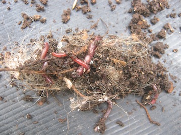 Worms amongst some dog hair from a worm farm