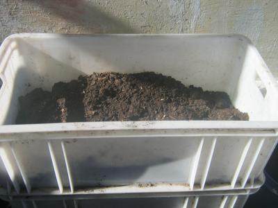 Worm castings in a worm bin