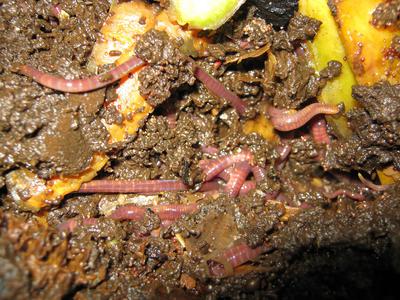 Worms and bedding in my worm farm