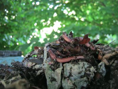 Dendros on a pile of organic scraps