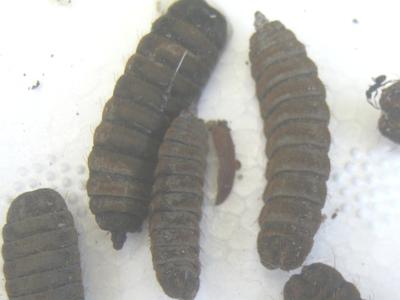 Black soldier fly maggots