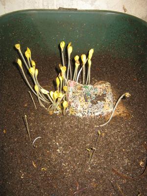 This worm bin with some germinated butternut seeds has a smooth surface which is an indication that the worms in the bin are active and can be fed again.