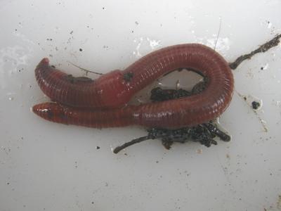 Compost worm on the surface of a worm bin