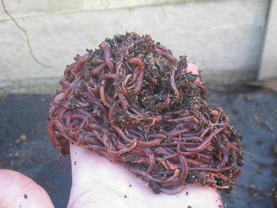 A batch of compost worms ready to feed on human manure