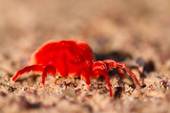 Red mites feed on earthworms