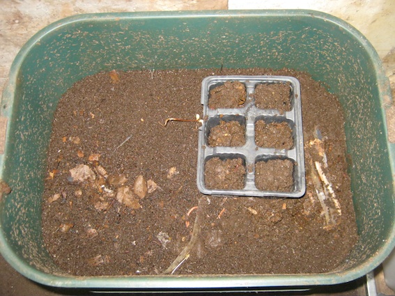 Germinating seeds in a tray inside a worm bin