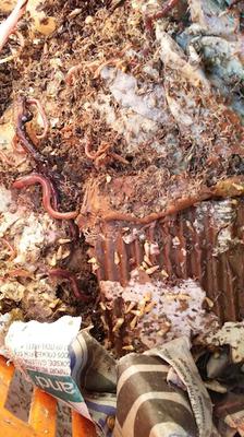 Unusual snails in a worm bin 