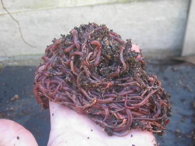 A pile of red composting worms on my hand