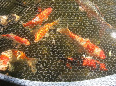 Quality koi can benefit from worm castings