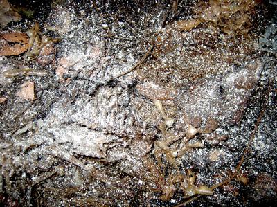 Powdered egg shells sprinkled on the surface of a worm bin help to balance the pH of the worm bedding