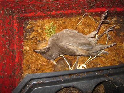 Dead bird in worm bin
