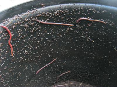 Worms want to escape from a worm bin