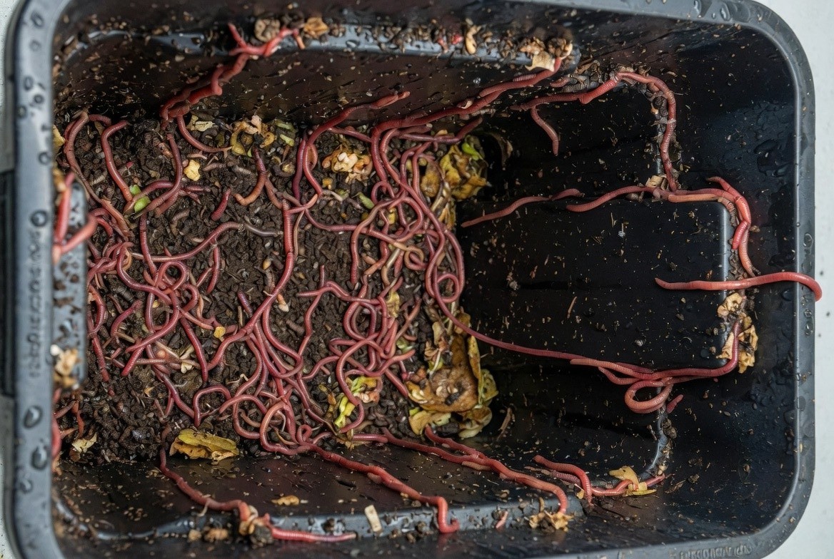 Worms escaping from worm bin