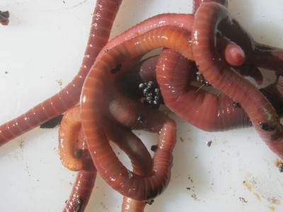 Ein Bündel Kompostwürmer Eisenia fetida