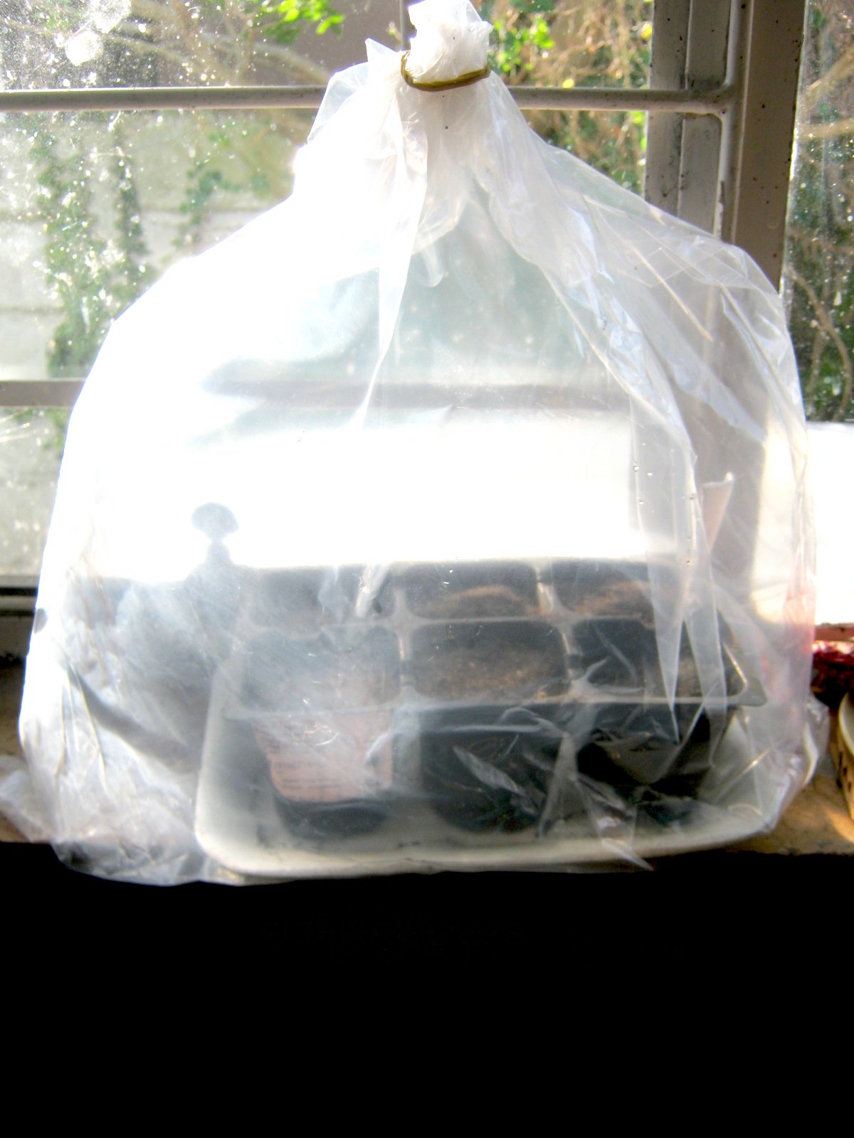 Carolina Reaper seeds in a plastic bag on window sill