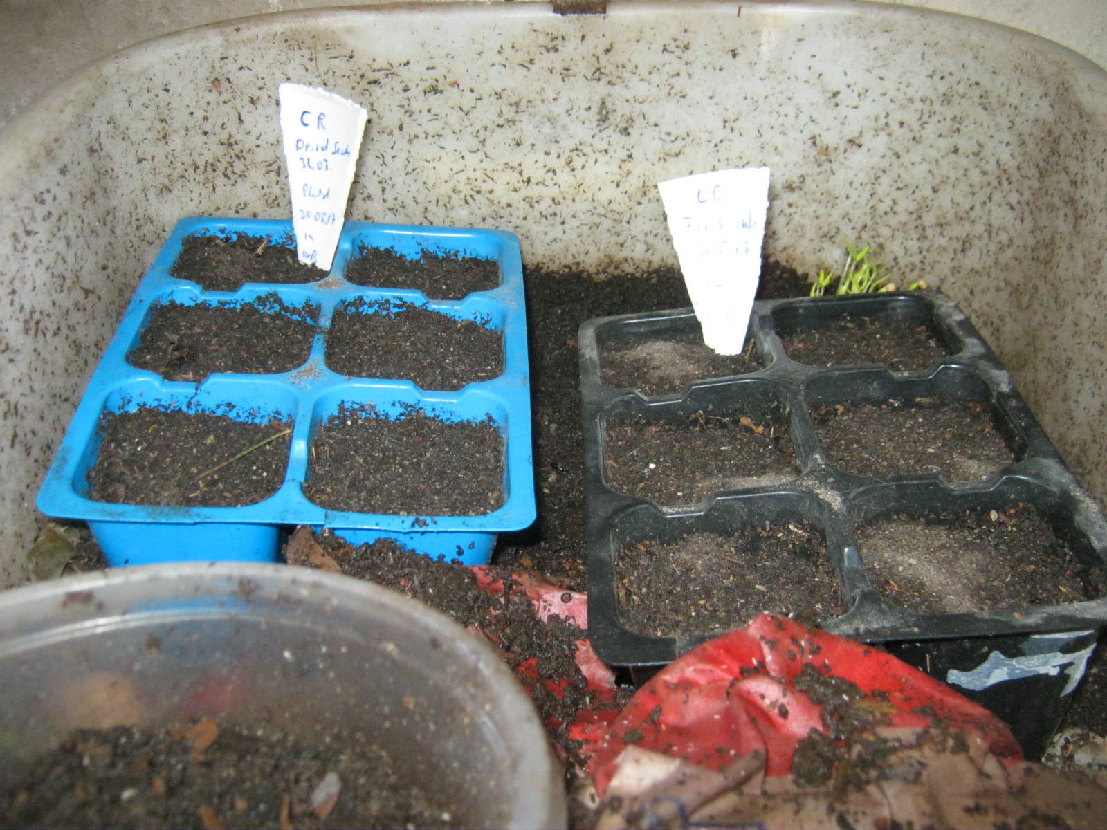 2 six packs with Carolina Reaper seeds in Worm bin