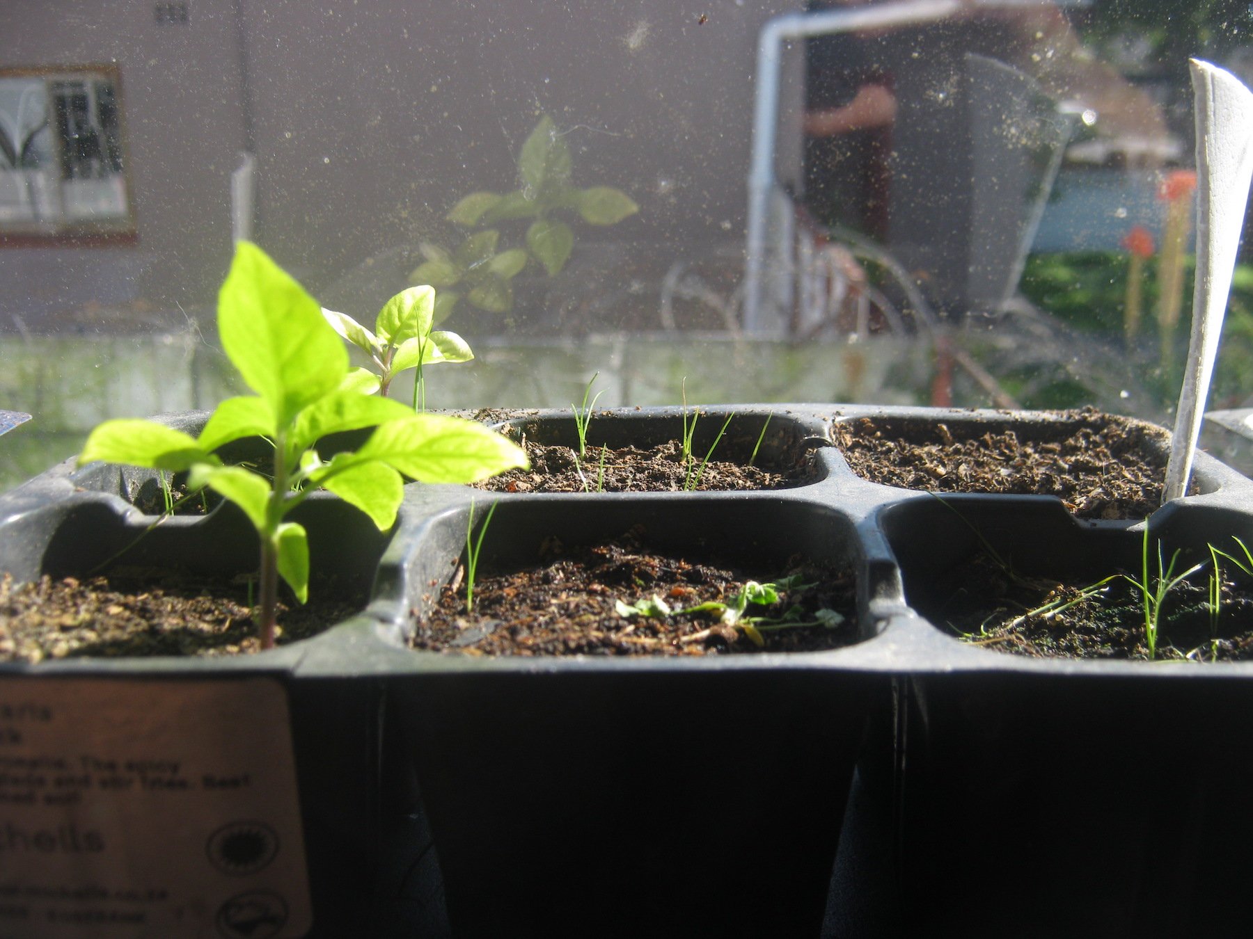 2 Carolina Reaper seedlings at the end of July 2017